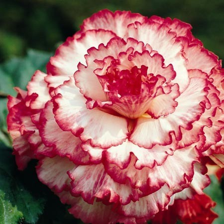 Le Bégonia "Clair de lune" pétales blanches à bord rose délicatement frisées, très décoratif ! Fleurs doubles peuvent atteindre 15 cm diam.